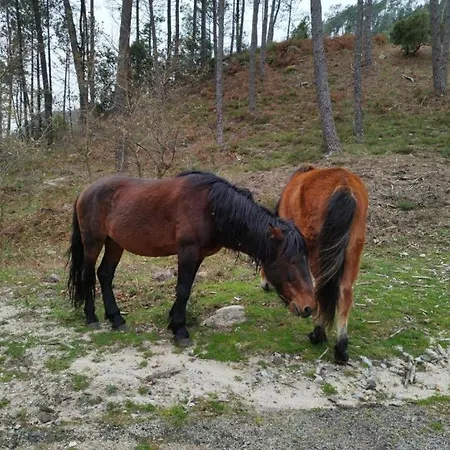 Casa Do Corgo Daire *
