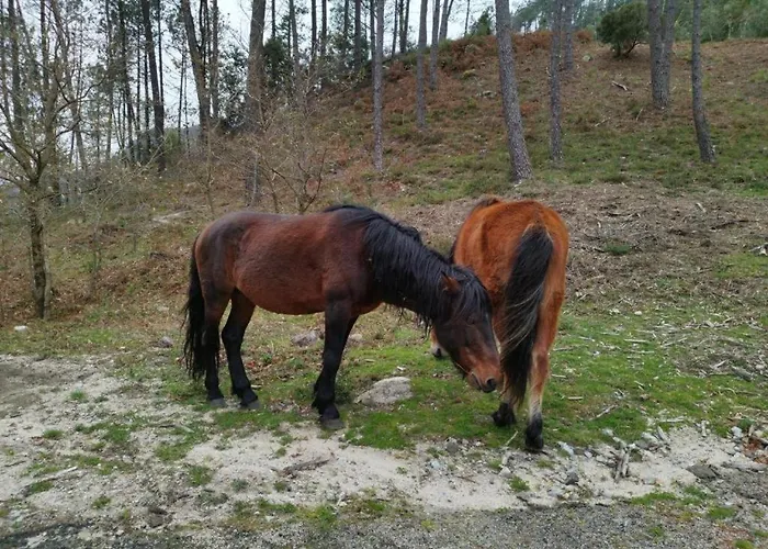 Casa Do Corgo Daire *